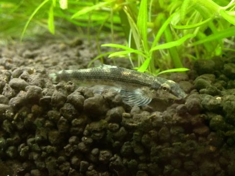 ミャンマーリザード