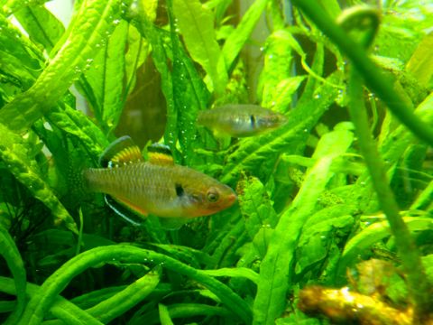 カープガジョン