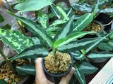 Aglaonema pictumAche, Mini