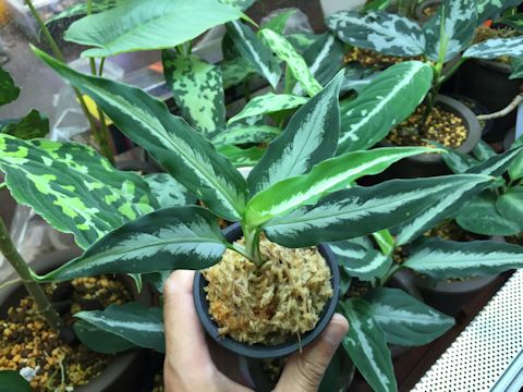 Aglaonema pictumAche,