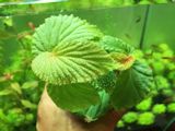 Begonia sp. Matang, 1 Mini