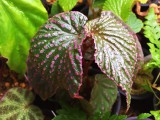 Begonia sp. Saripoi Mini