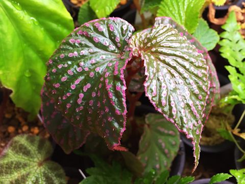 Begonia sp. Saripoi