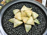 Haworthia picta mosaic1 Mini