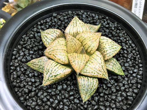 Haworthia picta mosaic1