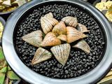 Haworthia picta mosaic2 Mini