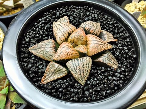 Haworthia picta mosaic2