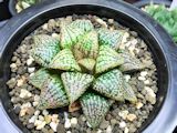 Haworthia picta 1 Mini