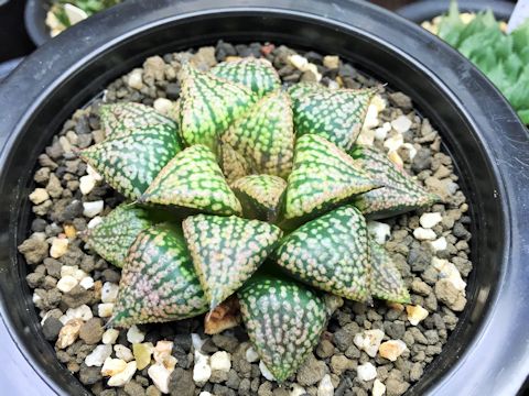 Haworthia picta 1