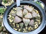 Haworthia picta 2 Mini