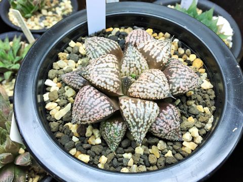 Haworthia picta 2