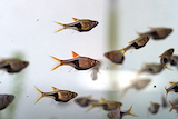 Trigonostiguma Mini