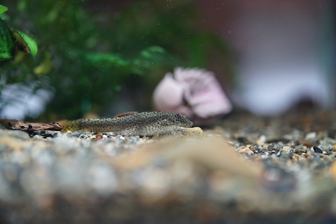 タニノボリ5