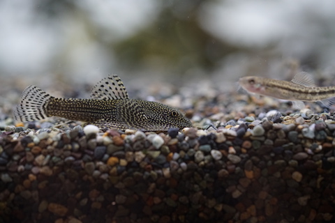 タニノボリ7