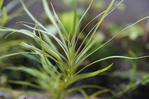 水草1