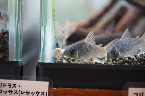 Green Note│大阪、我孫子のアクアリウムショップ » NewArrival